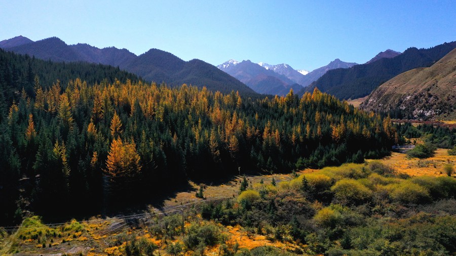 CCϣԊ箋ѩS z