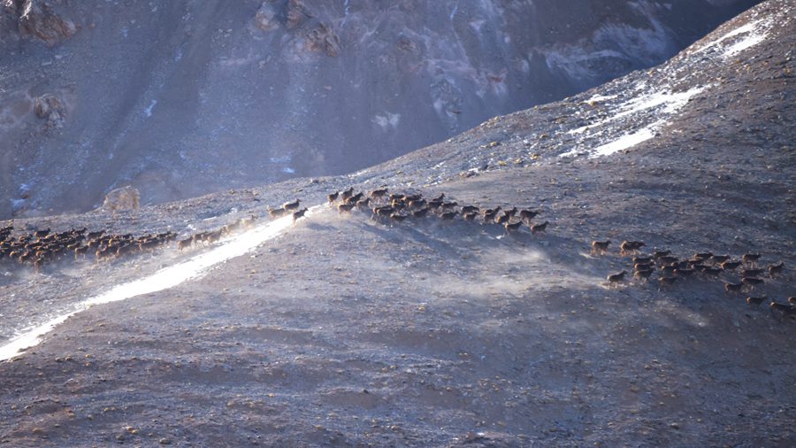 һo״¹شNȺ٬FBɽҹ@ ѩ Sz