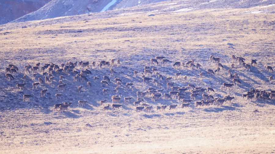 һo״¹شNȺ٬FBɽҹ@ ѩ Sz