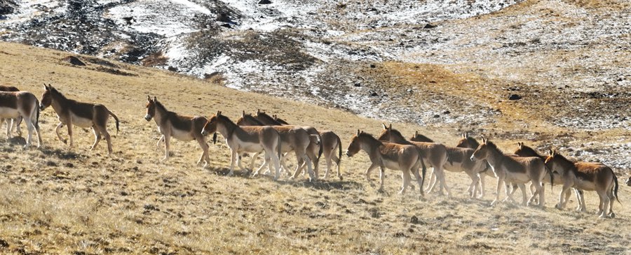 CCϬF200^ҰHNȺѩ Sz