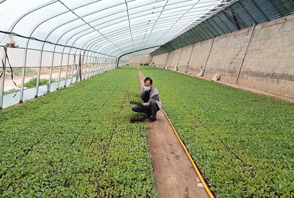 永昌縣育苗基地助農致富