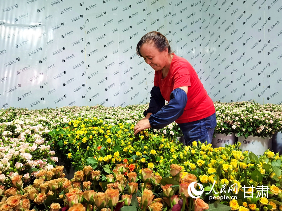 蘭州新區現代農業公園種植的玫瑰走俏國內外市場。人民網 高翔攝