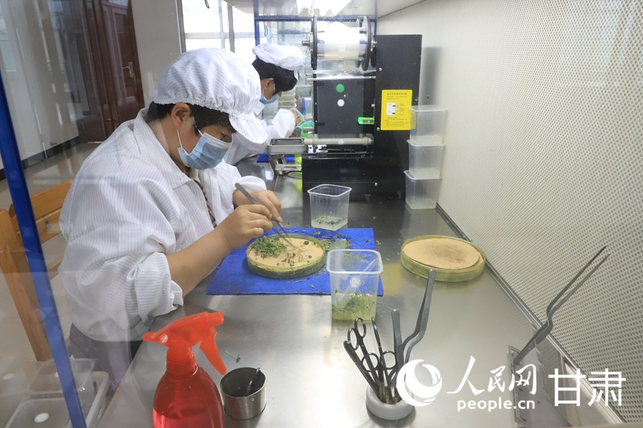 工作人員正在育苗。人民網  黃帆攝