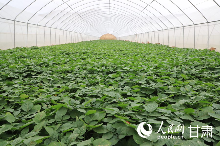 溫室棚內的脫毒苗長勢正旺。人民網 黃帆攝