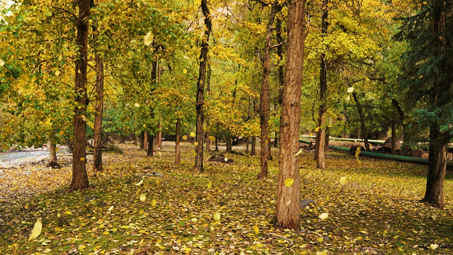 秋染祁連。安維斌攝