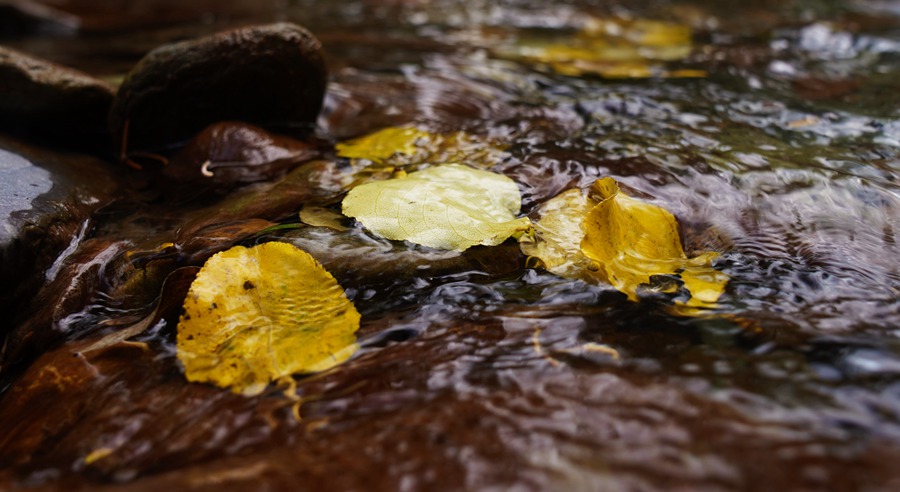 秋染祁連。安維斌攝