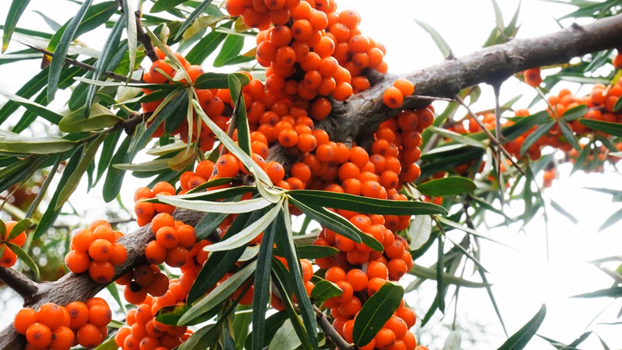 秋染祁連。安維斌攝