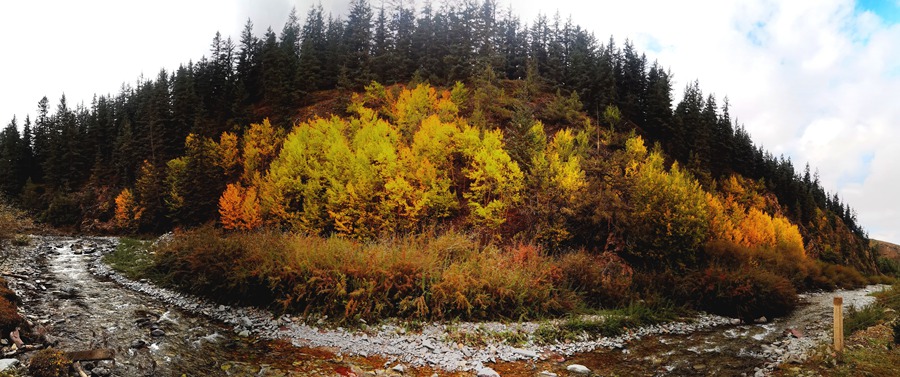 秋染祁連。武雪峰攝