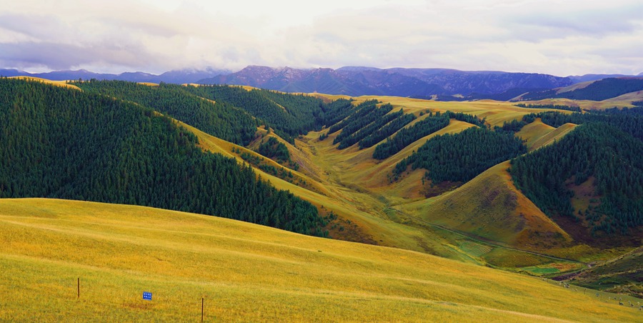 秋染祁連。安維斌攝
