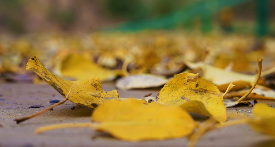 秋染祁連。武雪峰攝