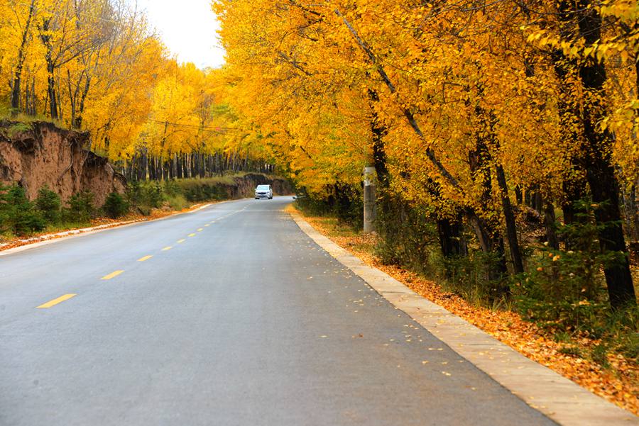 甘肅隴西：層林盡染秋色美。張愛平攝