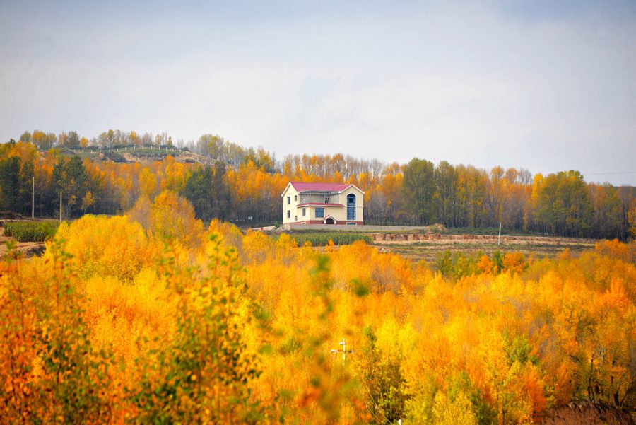 甘肅隴西：層林盡染秋色美。 崔翔龍攝