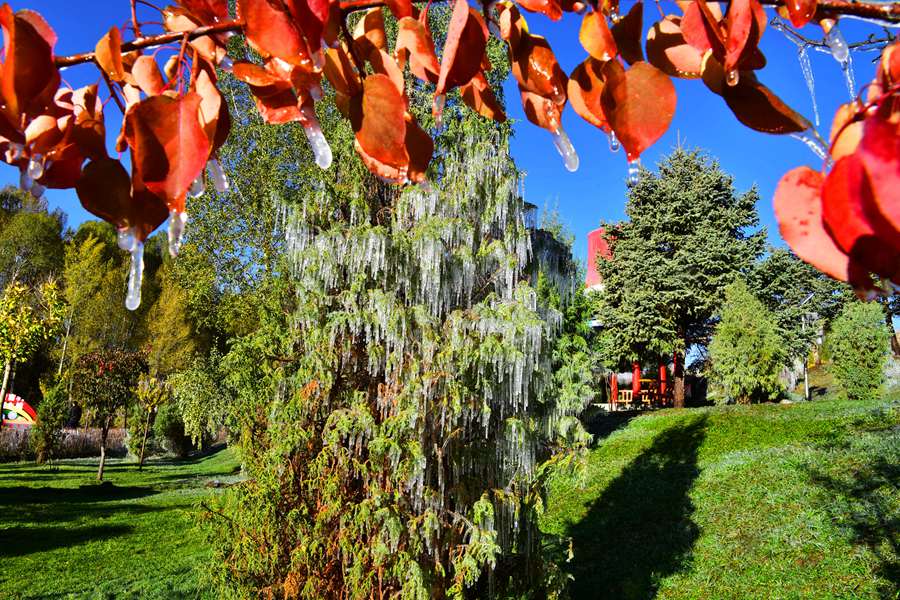這份斑斕秋色，晶瑩剔透！ 武雪峰攝