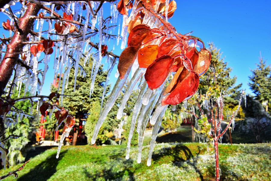 這份斑斕秋色，晶瑩剔透！ 武雪峰攝