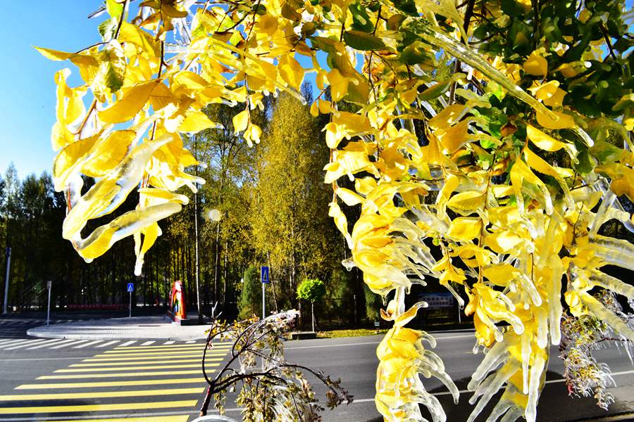 這份斑斕秋色，晶瑩剔透！ 席璇攝