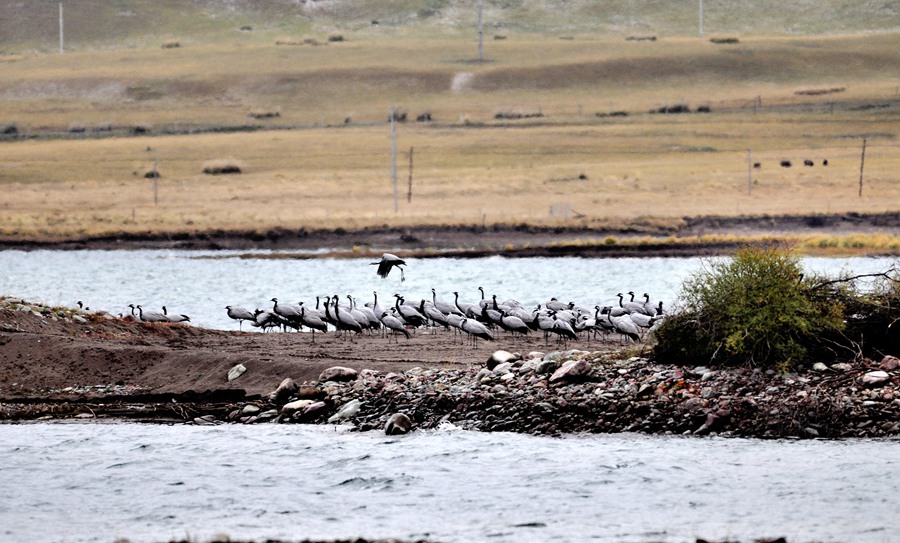 大批蓑羽鶴祁連山下起舞。王好林攝