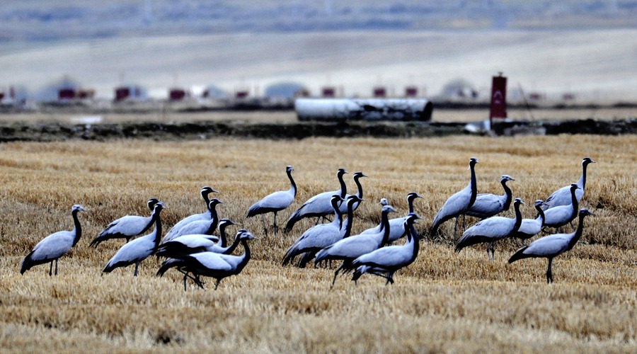 大批蓑羽鶴祁連山下起舞。王好林攝