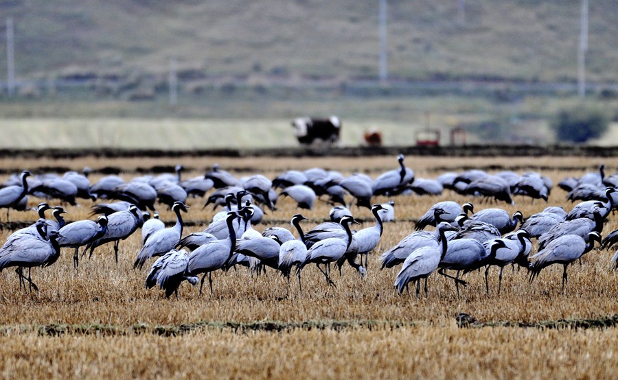 大批蓑羽鶴祁連山下起舞。王好林攝