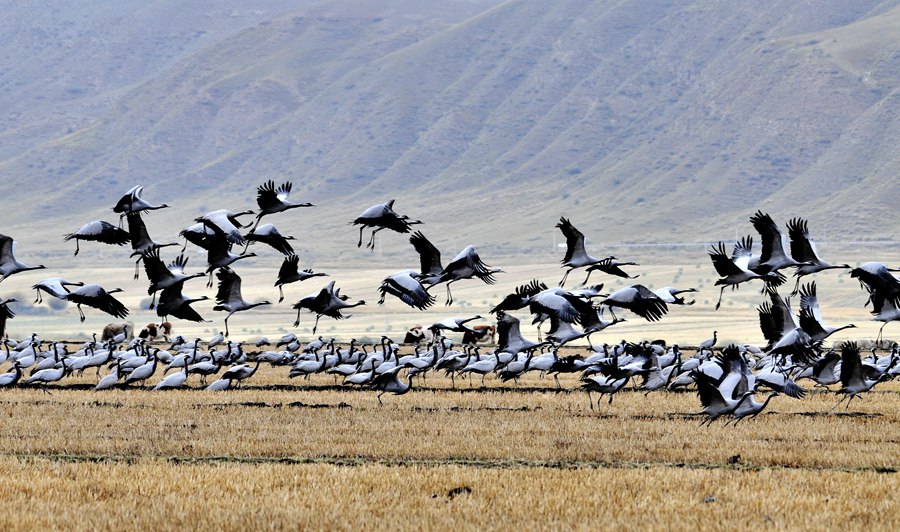 大批蓑羽鶴祁連山下起舞。武雪峰攝