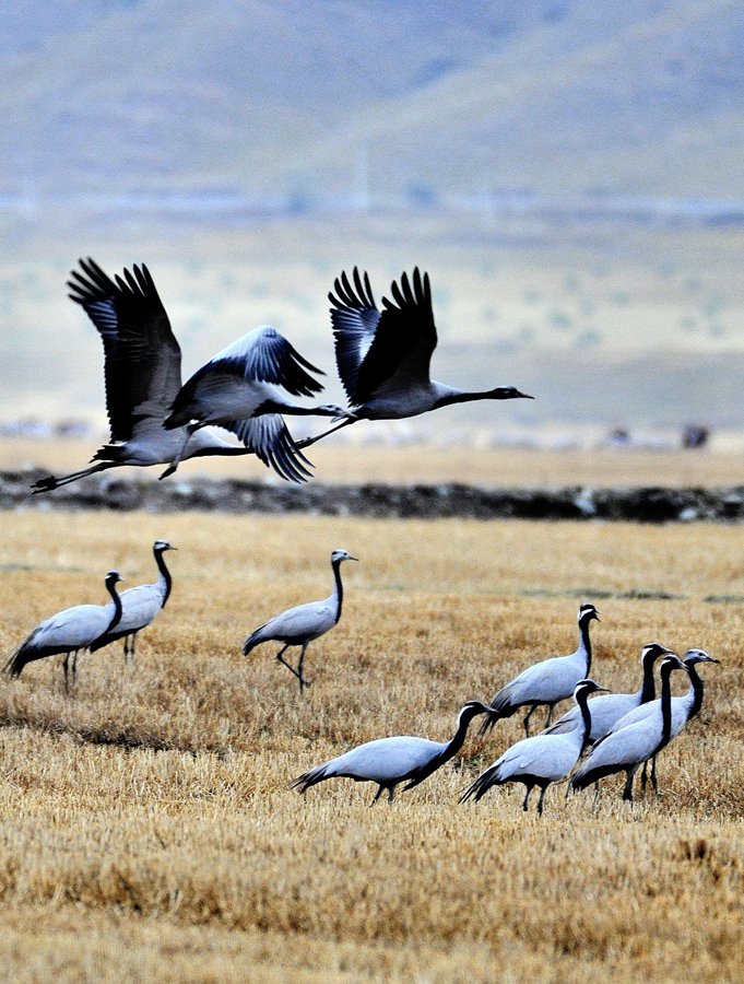 大批蓑羽鶴祁連山下起舞。武雪峰攝
