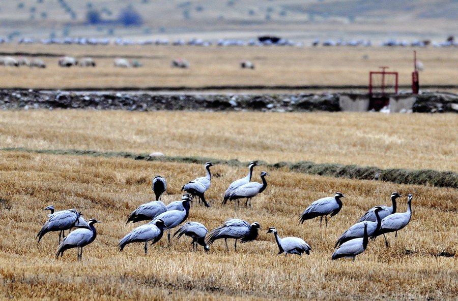 大批蓑羽鶴祁連山下起舞。武雪峰攝