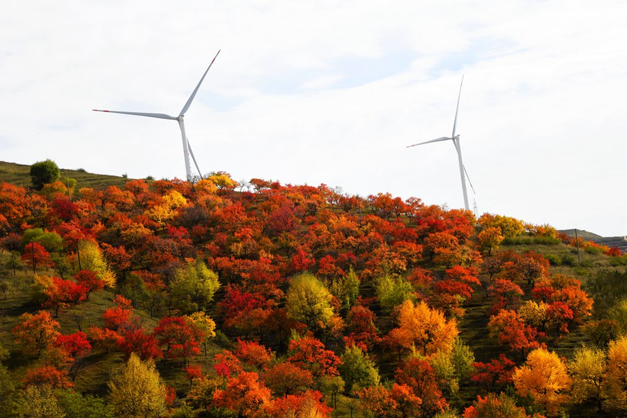 甘肅隴西：秋陽下 ?風車悠悠送綠電。張愛平攝