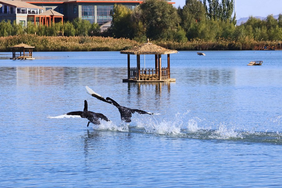 張掖國家濕地公園內，天鵝聚集在一起嬉戲。方艾琴攝