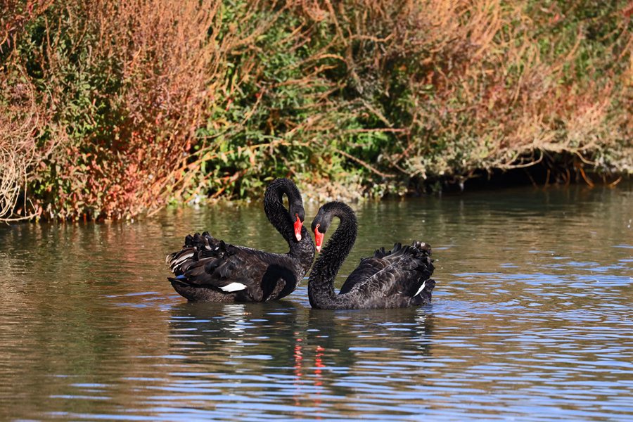 張掖國家濕地公園內，天鵝聚集在一起嬉戲。方艾琴攝