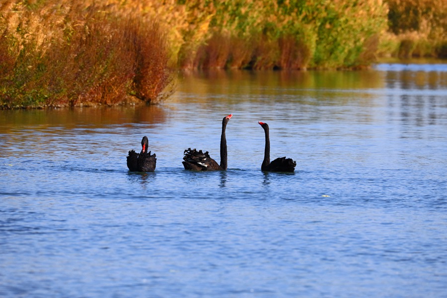 張掖國家濕地公園內，天鵝聚集在一起嬉戲。方艾琴攝