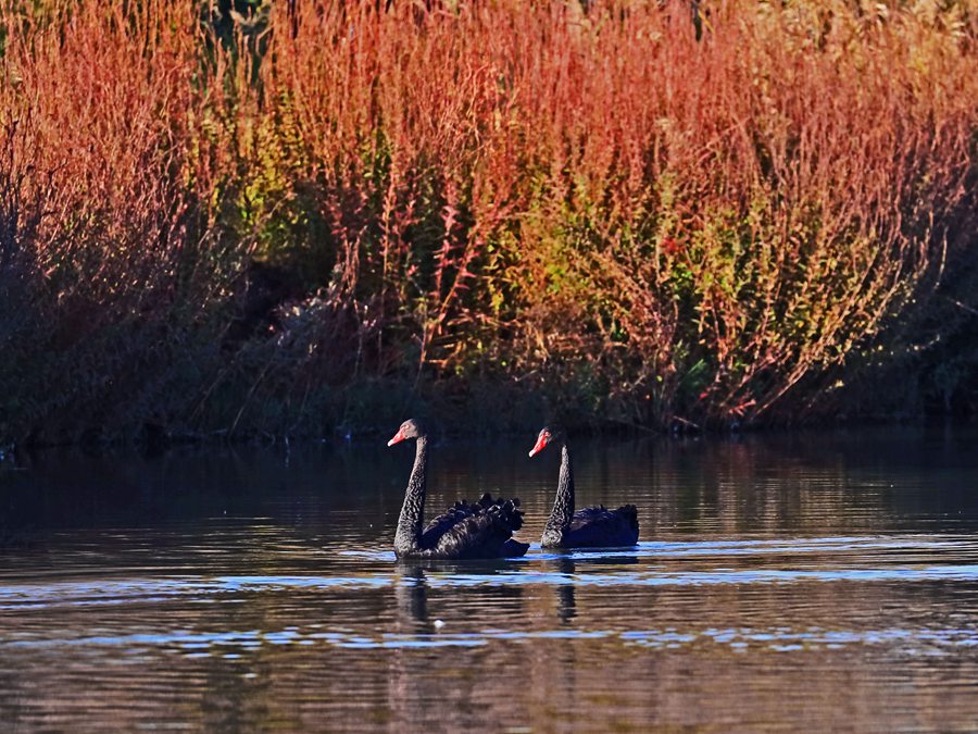 張掖國家濕地公園內，天鵝聚集在一起嬉戲。方艾琴攝