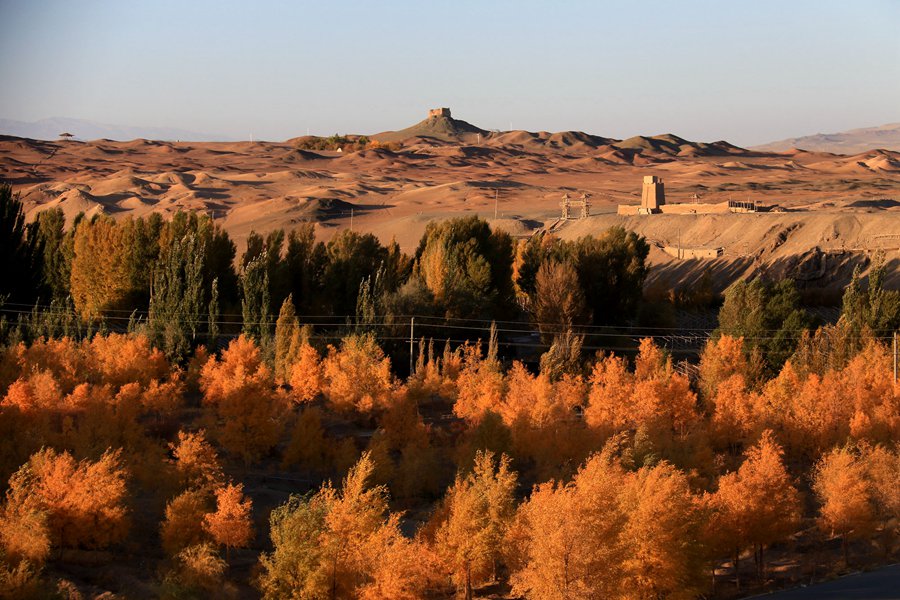 甘肅敦煌：古陽關下胡楊美。張曉亮攝