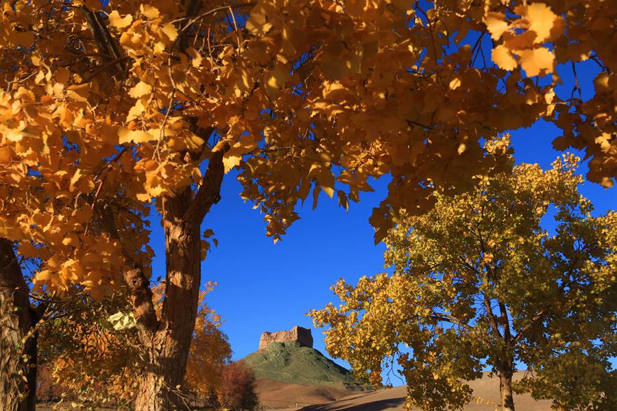 甘肅敦煌：古陽關下胡楊美。張曉亮攝