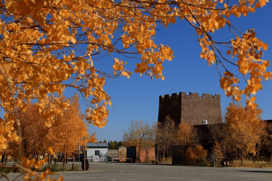 甘肅敦煌：古陽關下胡楊美。張曉亮攝