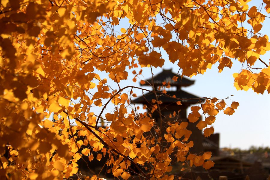 甘肅敦煌：古陽關下胡楊美。張曉亮攝