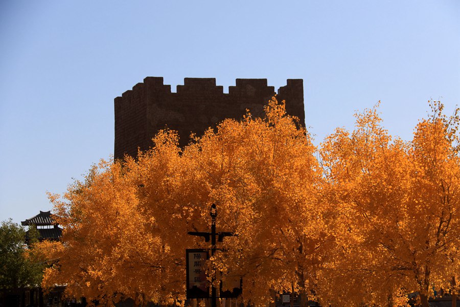 甘肅敦煌：古陽關下胡楊美。張曉亮攝