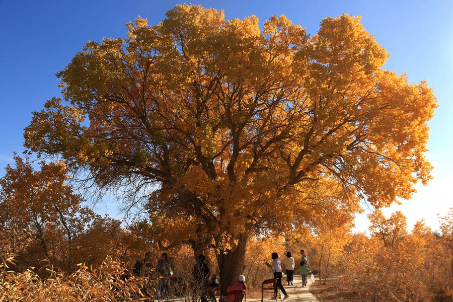 甘肅敦煌：大漠胡楊醉金秋。張曉亮 攝