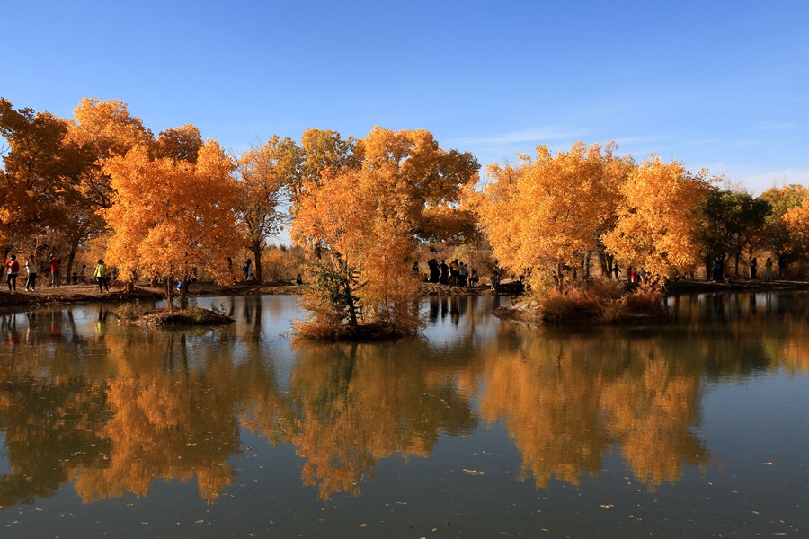 甘肅敦煌：大漠胡楊醉金秋。張曉亮 攝