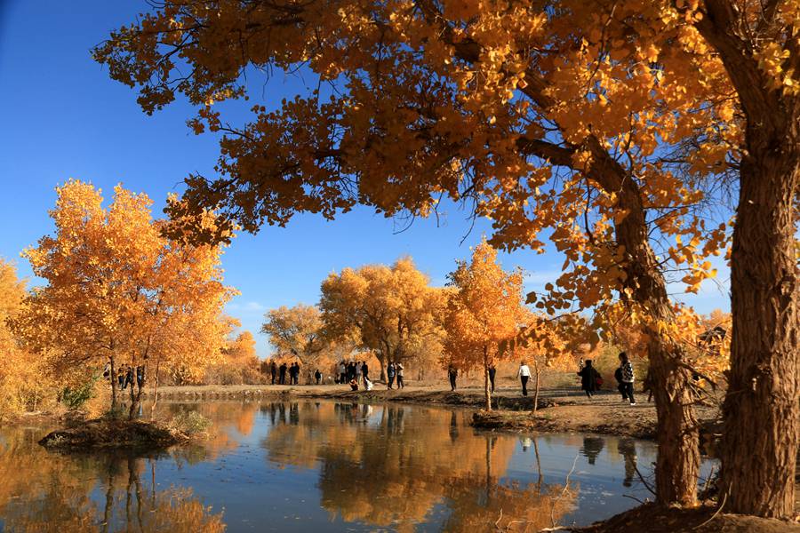 甘肅敦煌：大漠胡楊醉金秋。張曉亮 攝