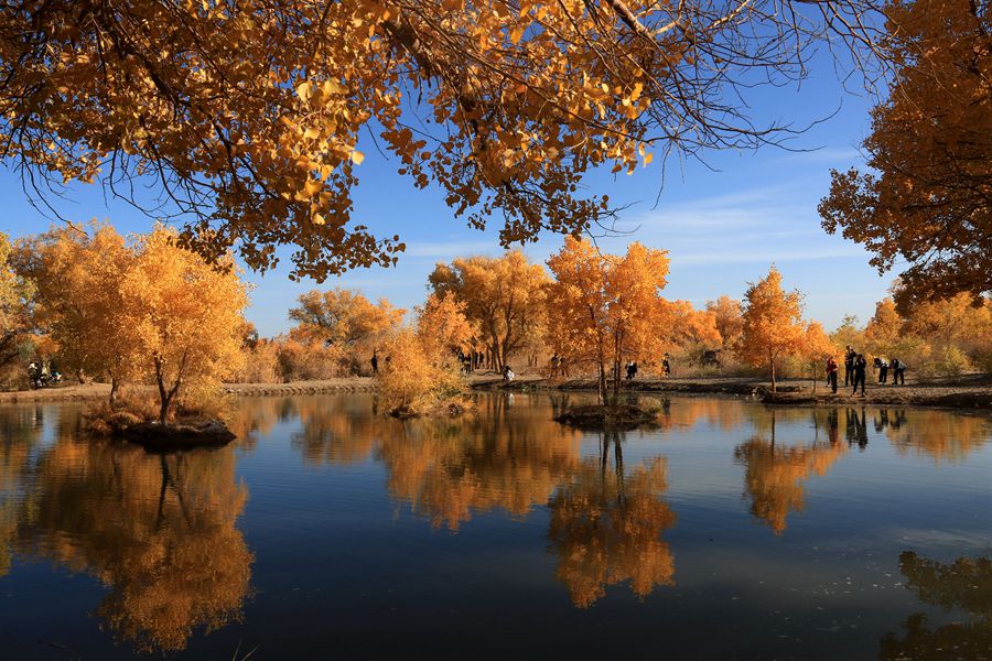 甘肅敦煌：大漠胡楊醉金秋。張曉亮 攝