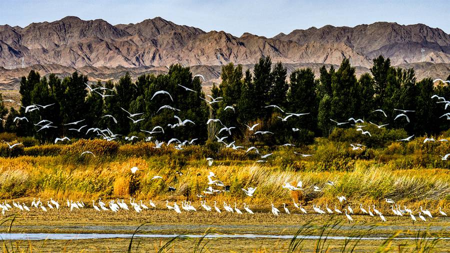 大批候鳥飛抵高臺縣，在黑河濕地飛翔、覓食。屈昶攝