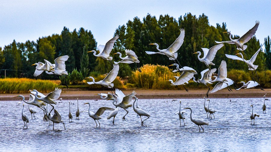 大批候鳥飛抵高臺縣，在黑河濕地飛翔、覓食。屈昶攝
