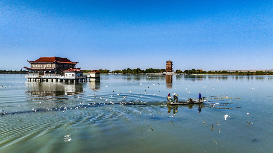 大批候鳥飛抵高臺縣，在黑河濕地飛翔、覓食。屈昶攝