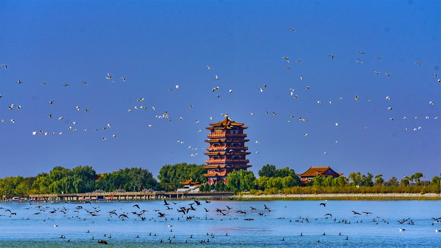 大批候鳥飛抵高臺縣，在黑河濕地飛翔、覓食。屈昶攝