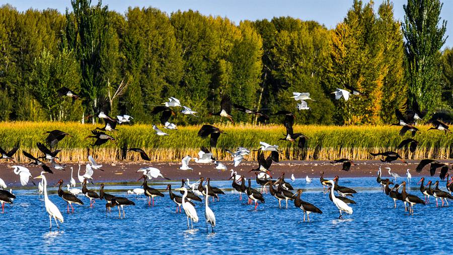 大批候鳥飛抵高臺縣，在黑河濕地飛翔、覓食。屈昶攝