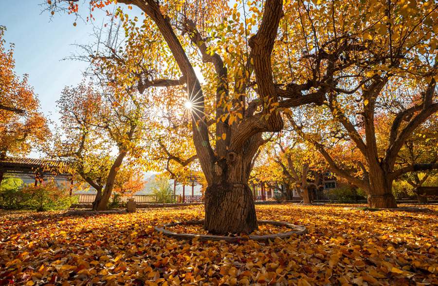 梨園秋色。陳立穩攝