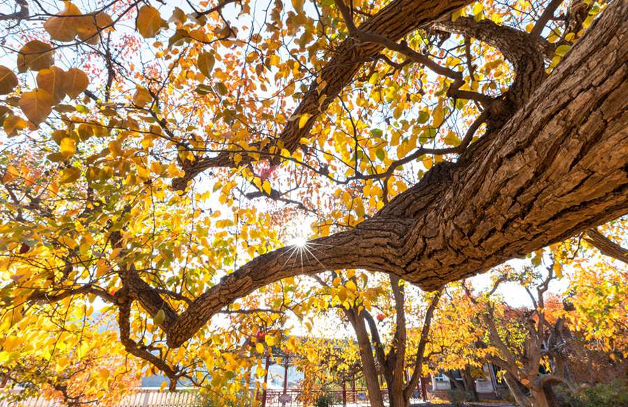 梨園秋色。陳立穩攝