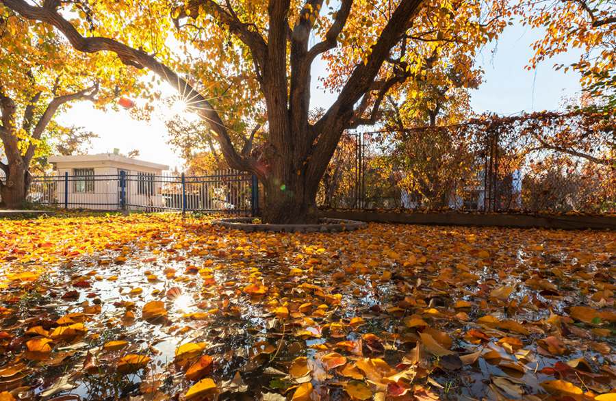 梨園秋色。陳立穩攝