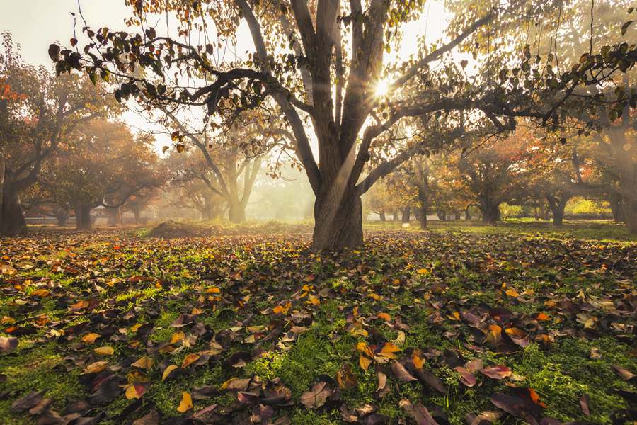 梨園秋色。陳立穩攝
