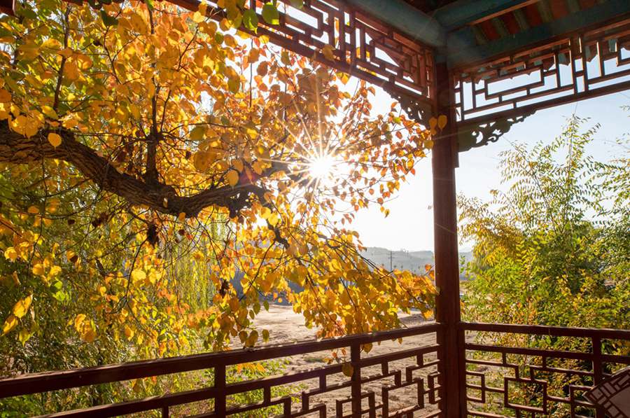 梨園秋色。張清亮攝 