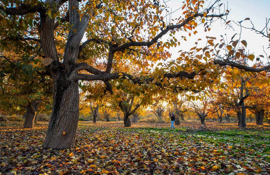 梨園秋色。張清亮攝